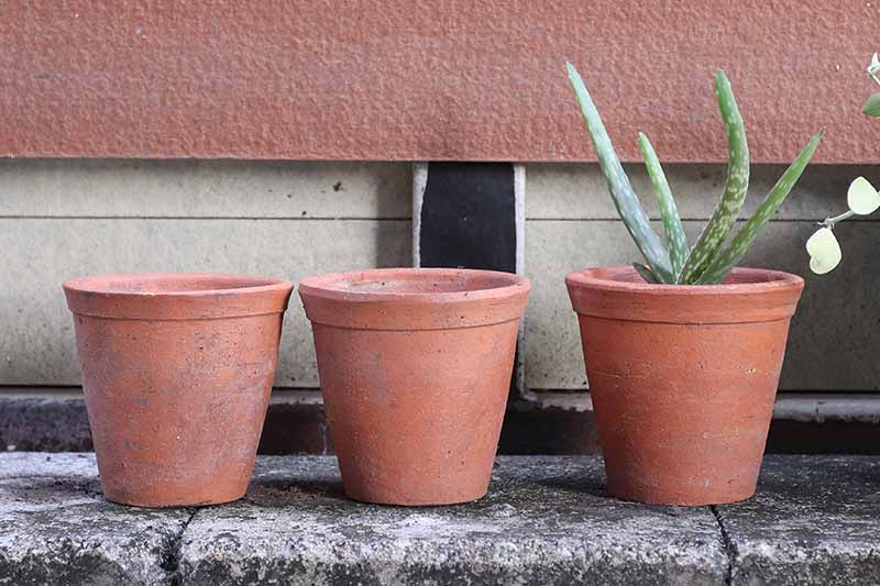 A close up horizontal image of three terra cotta pots set on a stone surface, in one of them is a young aloe plant.