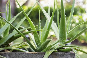 How to Root Aloe Vera Cuttings and Separate Pups