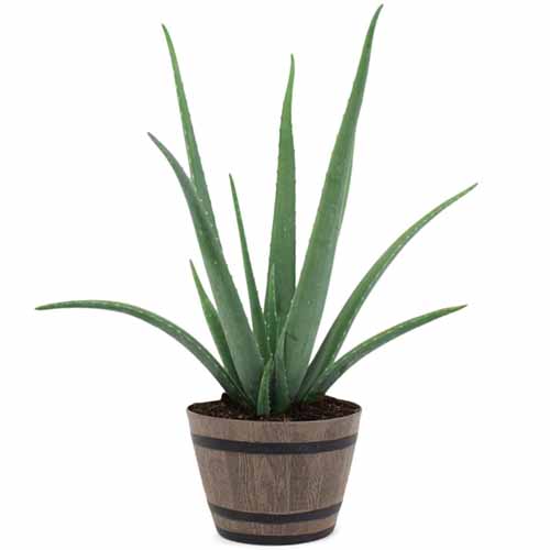A close up square image of a large aloe vera plant growing in a whiskey barrel planter isolated on a white background.