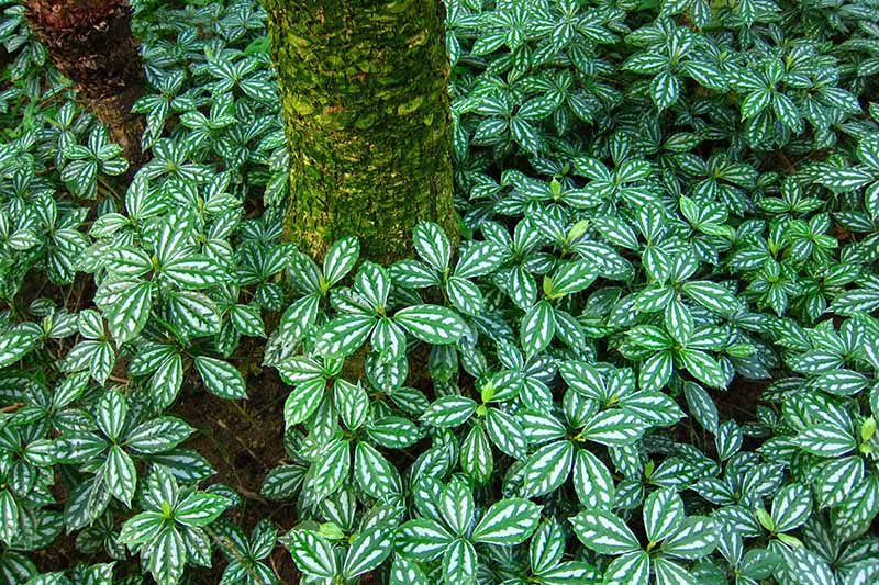 A close up horizontal image of Pilea cadierei growing in its natural habitat as a ground cover in a forest.