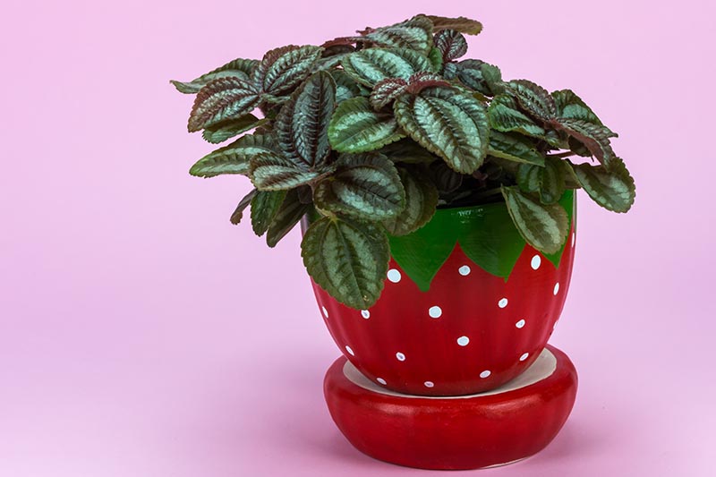 A close up horizontal image of a watermelon pilea, aka aluminum plant, growing in a polka dot pot pictured on a pink background.