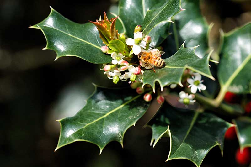 A close up horizontal image of an American holly shrub in bloom with a honey bee feeding.