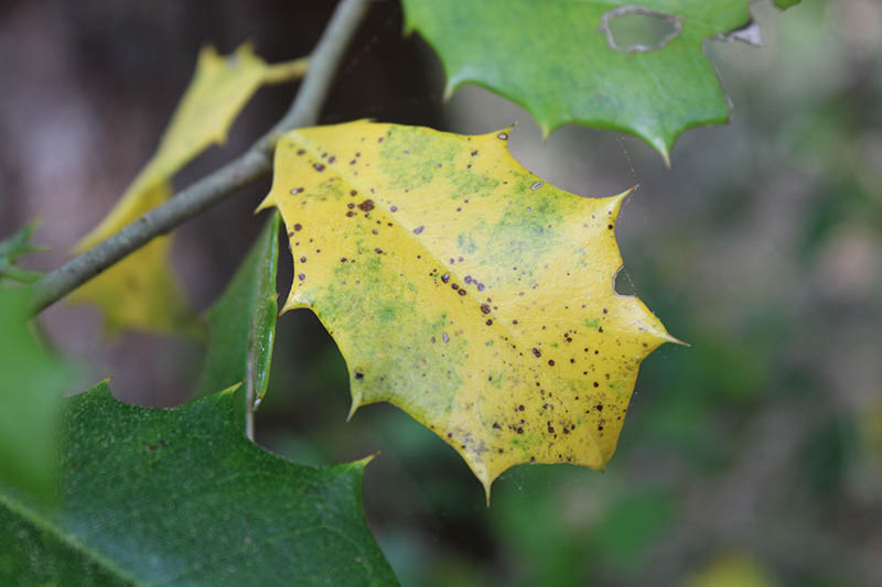 A close up horizontal image of Ilex opaca foliage displaying symptoms of leaf spot fungal disease pictured on a soft focus background.