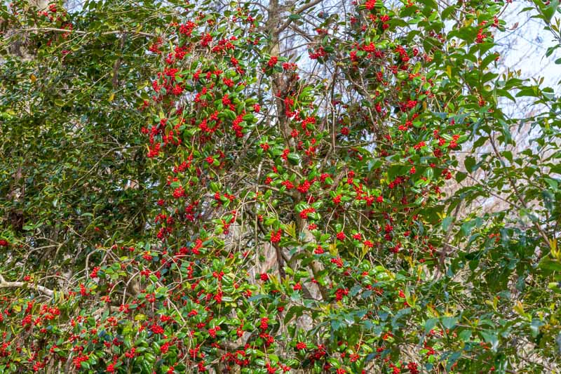 A close up horizontal image of American holly growing in the garden pictured on a soft focus background.