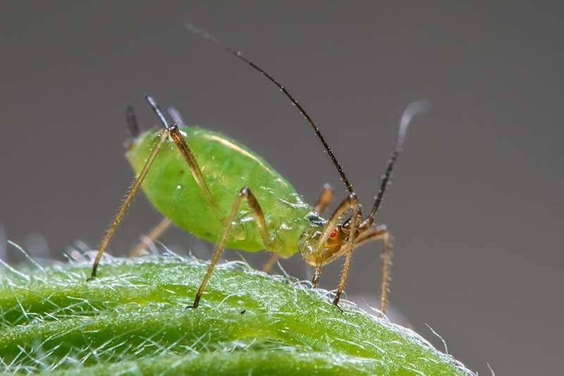 A close up horizontal image of an aphid on a plant leaf pictured on a soft focus background.
