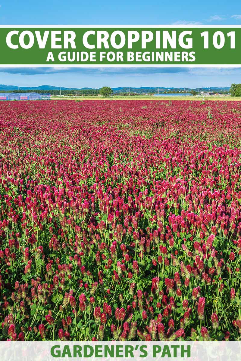 A vertical image of a commercial field planted with flowering red clover pictured in bright sunshine on a blue sky background. To the top and bottom of the frame is green and white printed text.