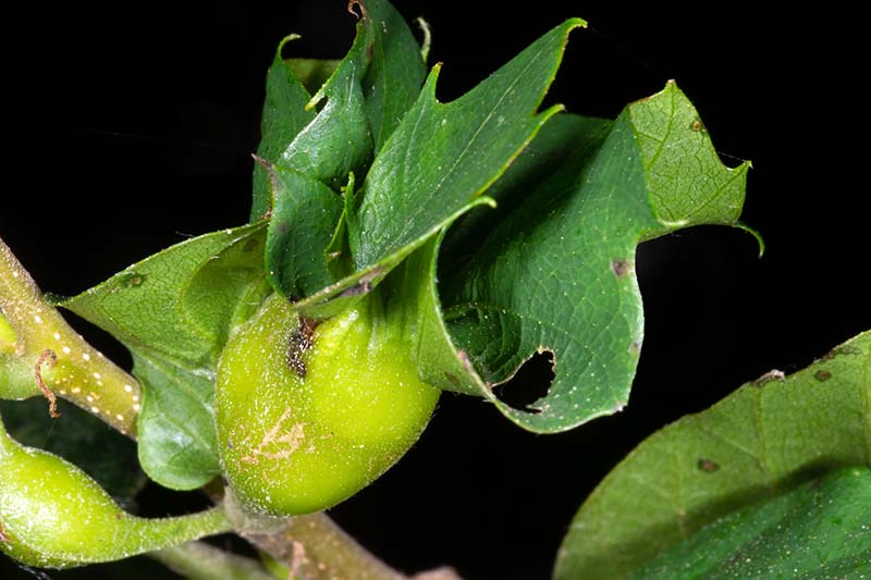 A close up horizontal image of a gall caused by the Asian chestnut gall wasp isolated on a black background.