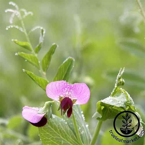 A close up square image of the pretty pink flowers of Austrian field peas growing in the garden pictured on a soft focus background. To the bottom right of the frame is a black circular logo with text.