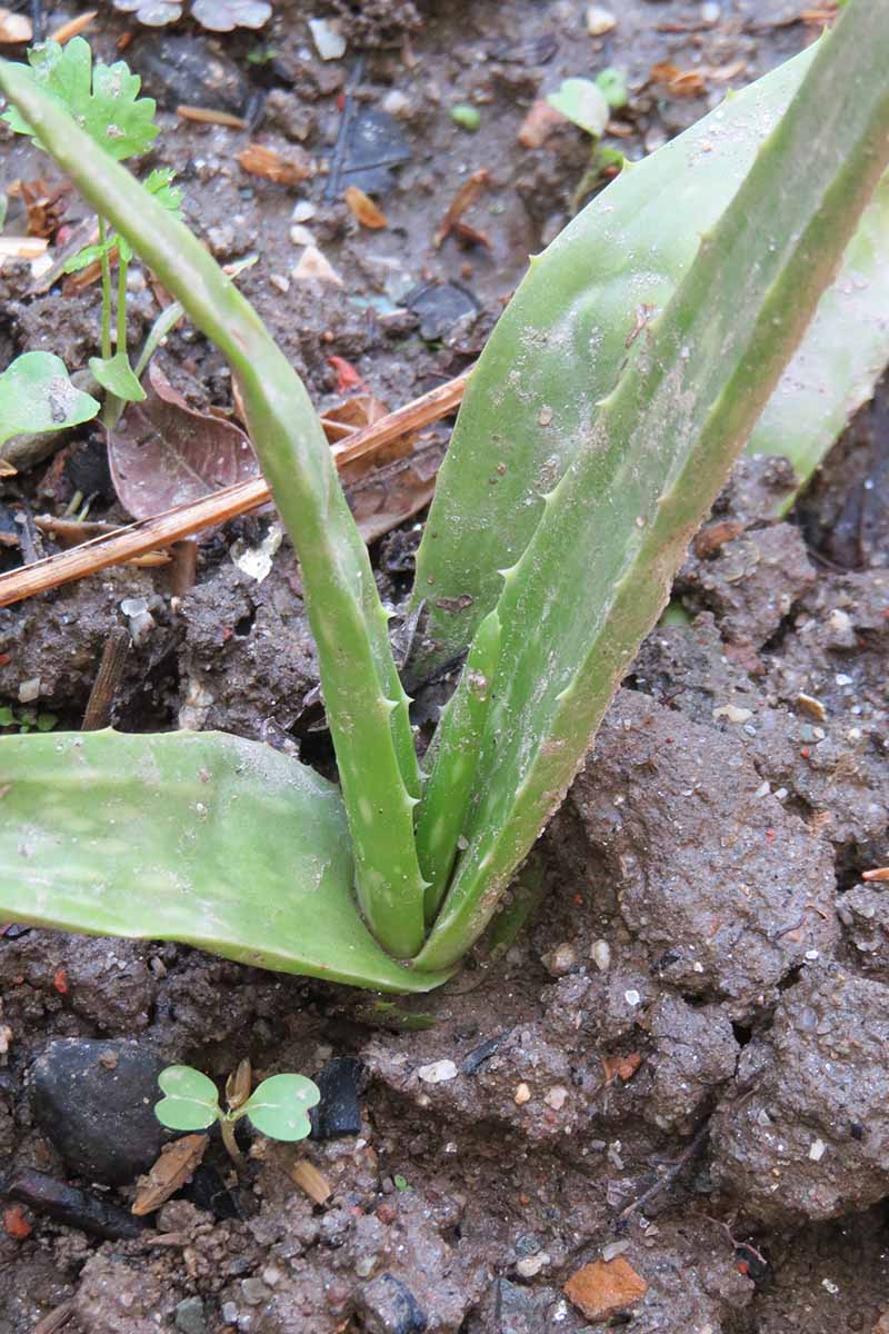 A close up vertical image of a small baby aloe plant growing in the garden.