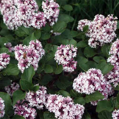 A close up square image of the pink flowers of Syringa 'Baby Kim' growing in the garden.