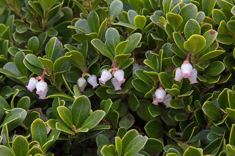 A close up horizontal image of bearberry foliage and flowers.