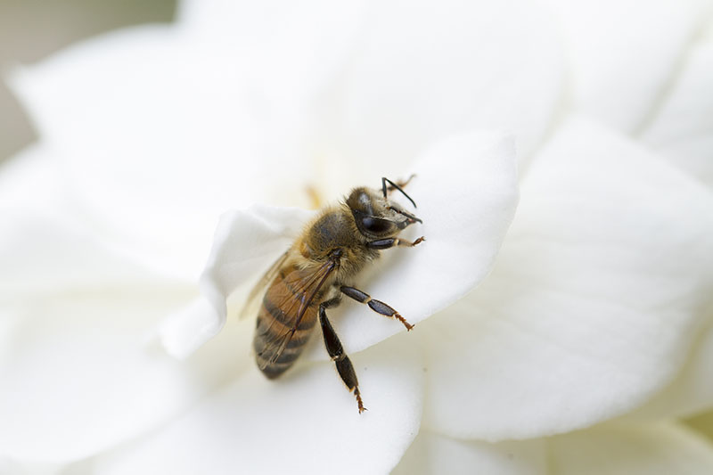 A close up horizontal image of a bee resting on the petals of a white gardenia flower.