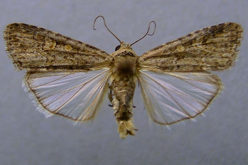 A close up horizontal image of an adult Spodoptera exigua moth pictured on a gray background.