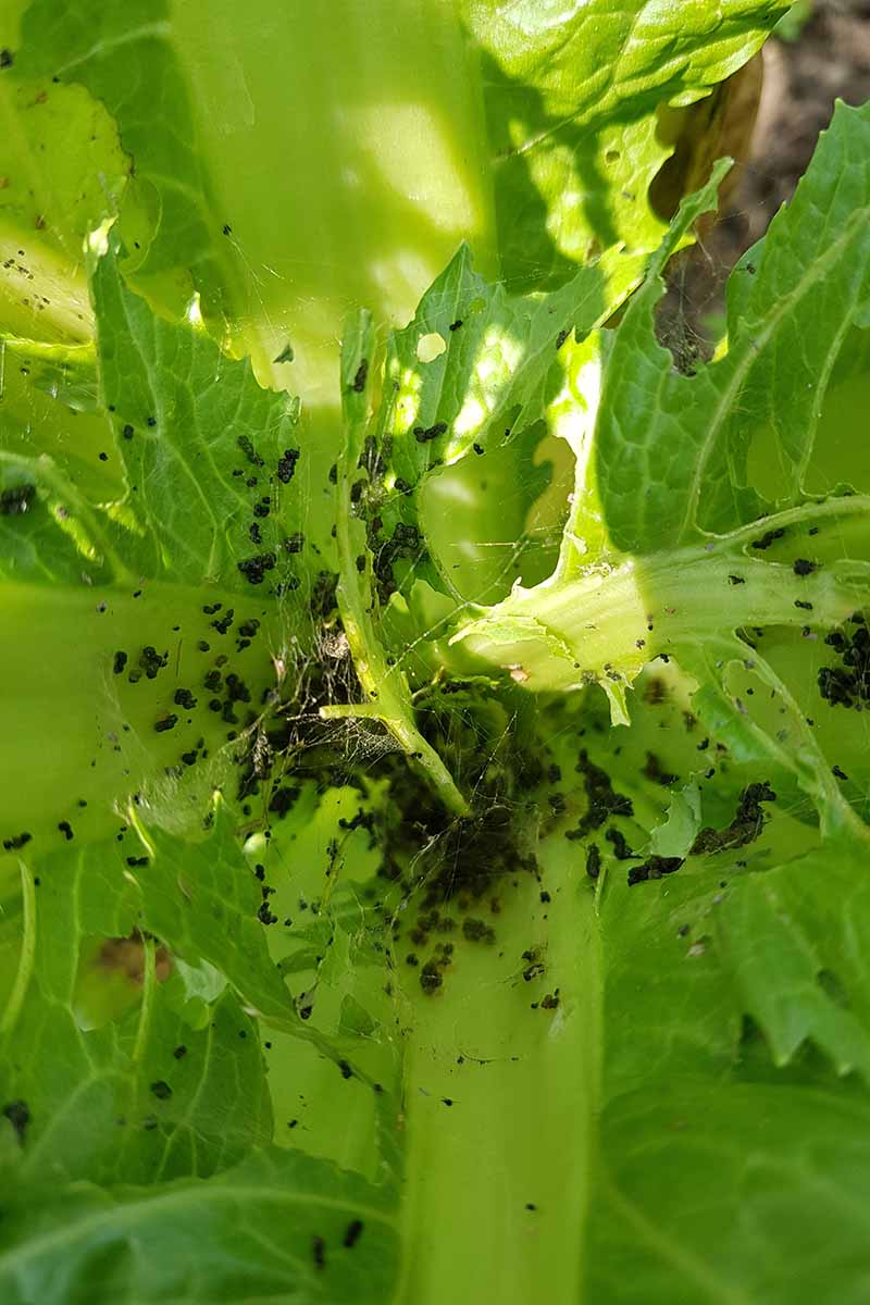 A close up vertical image of the damage caused by beet armyworms (Spodoptera exigua) pictured in light sunshine.