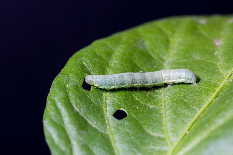 A close up horizontal image of a beet armyworm inching its way across a leaf.