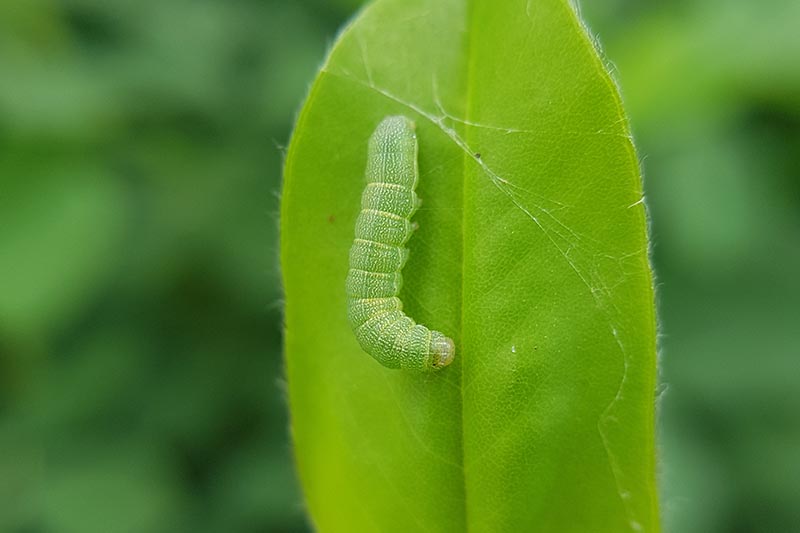 A close up horizontal image of a beet armyworm on the surface of a leaf, pictured on a soft focus background.