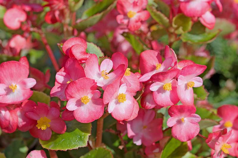 A close up horizontal image of bright pink begonias growing in the garden pictured in bright sunshine on a soft focus background.