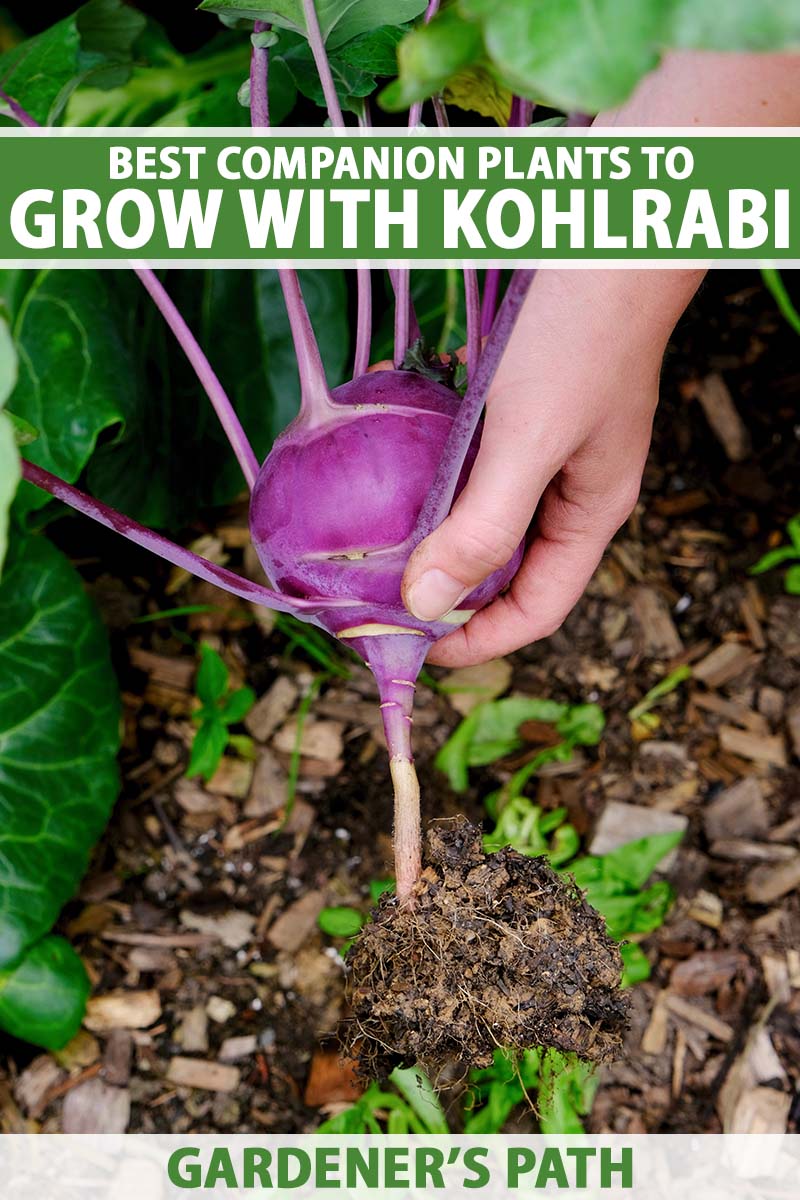 A close up vertical image of a gardener pulling a purple kohlrabi out of the ground from the home garden. To the top and bottom of the frame is green and white printed text.