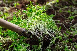 15 of the Best Cover Crops for the Home Garden