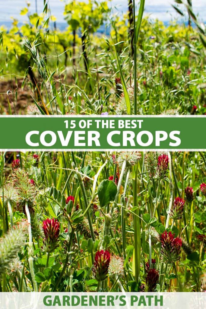15 Of The Best Cover Crops For The Home Garden Gardeners Path