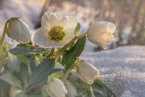 A close up horizontal image of white hellebores growing in the garden pictured in light sunshine on a soft focus background.