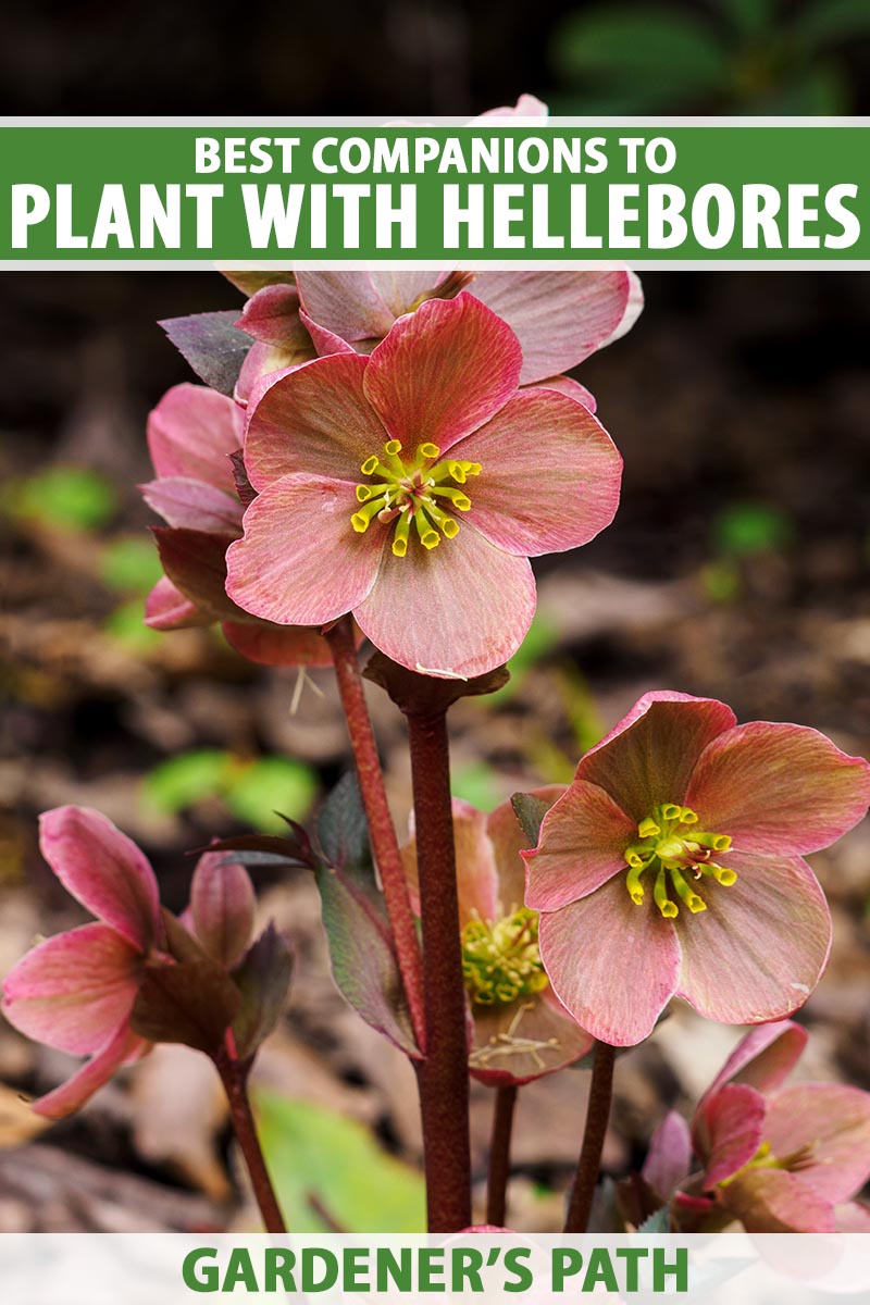 A close up vertical image of hellebores growing in the garden pictured on a soft focus background. To the top and bottom of the frame is green and white printed text.