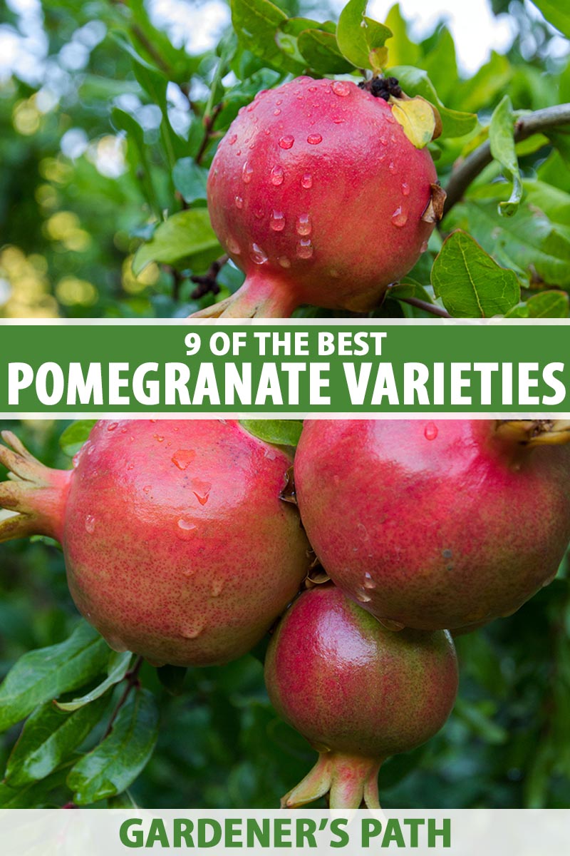 Pomegranate “Sharp Velvet” 10 Finest Seeds Liveseeds 