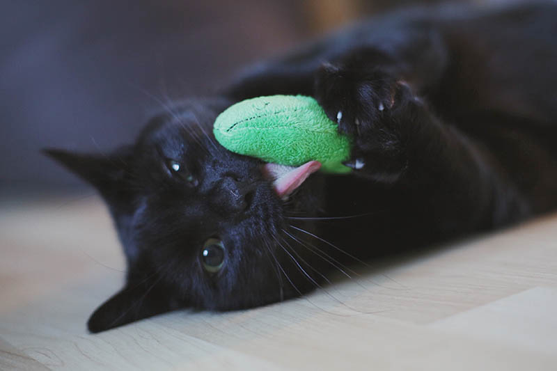 A close up horizontal image of a black cat lying on the floor playing with a green catnip toy.