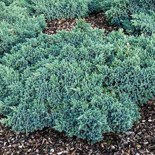 A close up square image of a 'Blue Star' juniper shrub growing in a garden bed.
