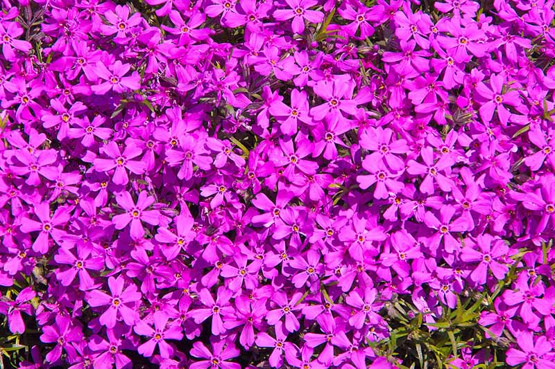 A close up horizontal image of bright pink creeping phlox flowers pictured in bright sunshine.