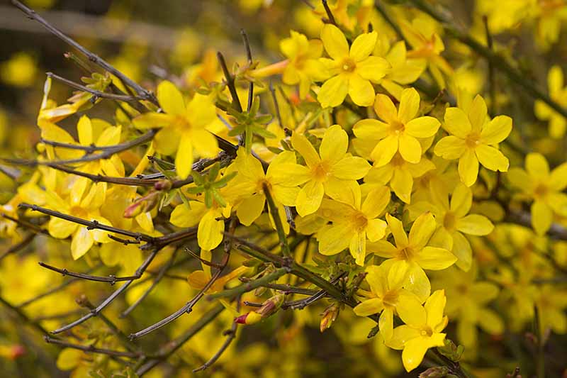 A close up horizontal image of the flowers of Jasminum nudiflorum growing in the garden.