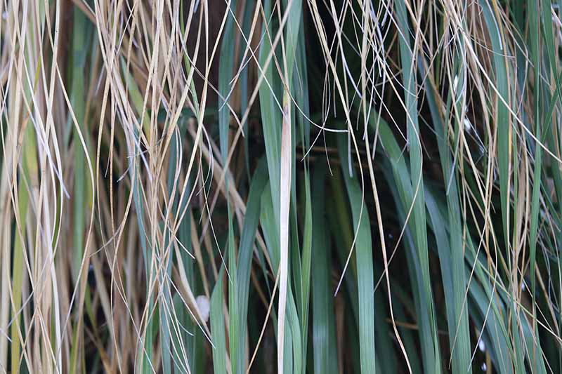 A close up horizontal image of the foliage of Beaucarnea recurvata that has started to turn brown.