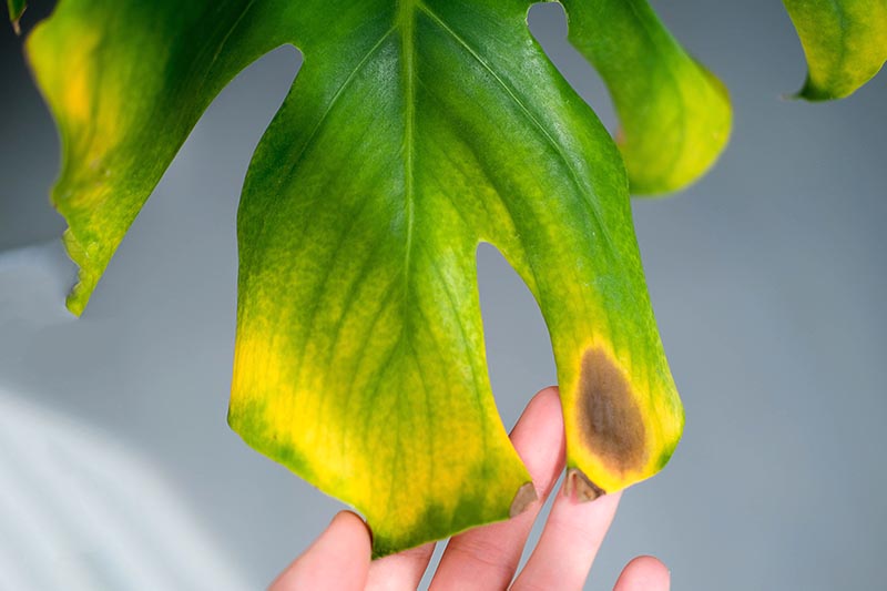 A close up horizontal image of a hand from the bottom of the frame holding the leaf of a plant that is suffering from a disease that has made it turn yellow and brown pictured on a soft focus background.
