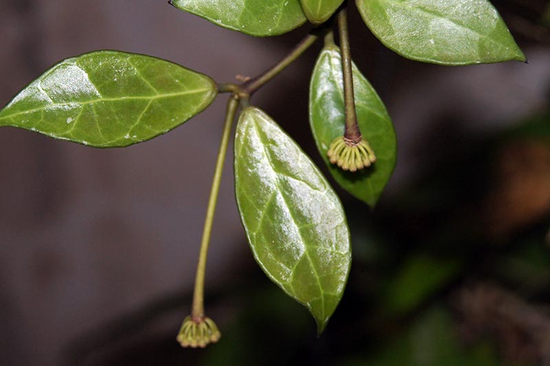 A close up horizontal image of the foliage and flower buds of Hoya 'Rebecca' pictured on a soft focus background.