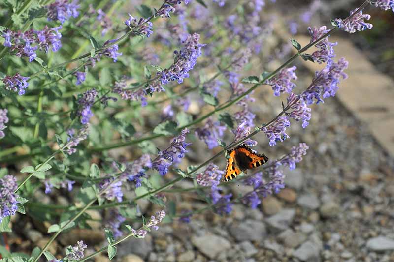 A close up horizontal image of a butterfly feeding on blue Nepeta flowers pictured on a soft focus background.