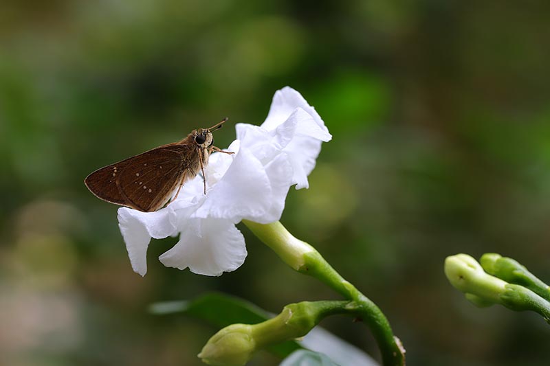 A close up horizontal image of a butterfly landed on a Gardenia jasminoides flower pictured on a soft focus background.