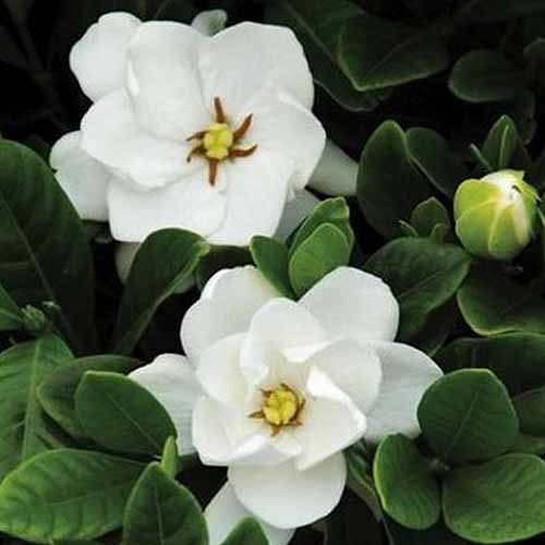 A close up square image of Gardenia 'Buttons' with white flowers and leathery green foliage.