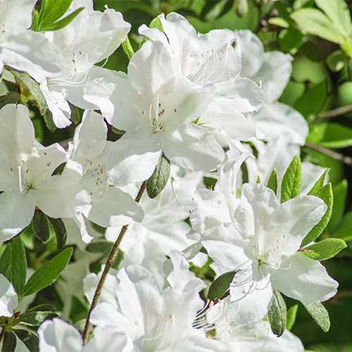 A close up square image of the white flowers of 'Cascade' azaleas growing in the garden pictured in bright sunshine.