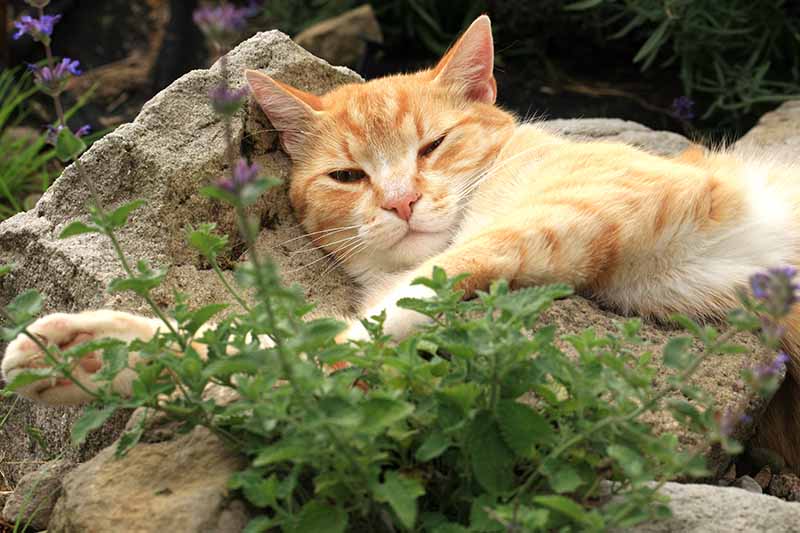 A close up horizontal image of a ginger cat resting on rocks next to a herb garden.