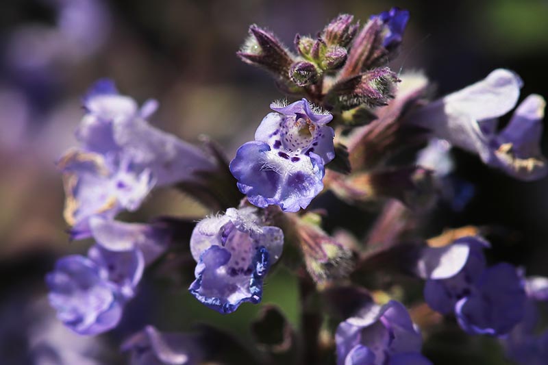 A close up horizontal image of a blue Nepeta flower pictured in light sunshine on a soft focus background.