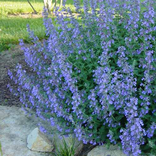 A close up square image of Nepeta mussinii growing in a garden border.