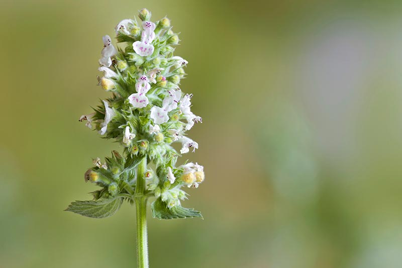 A close up horizontal image of a catnip (Nepeta cataria) flower pictured on a soft focus background.
