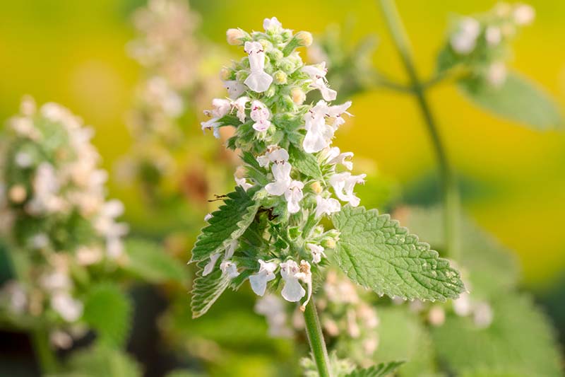 A close up horizontal image of Nepeta cataria (catnip) flowers pictured in light sunshine on a soft focus background.