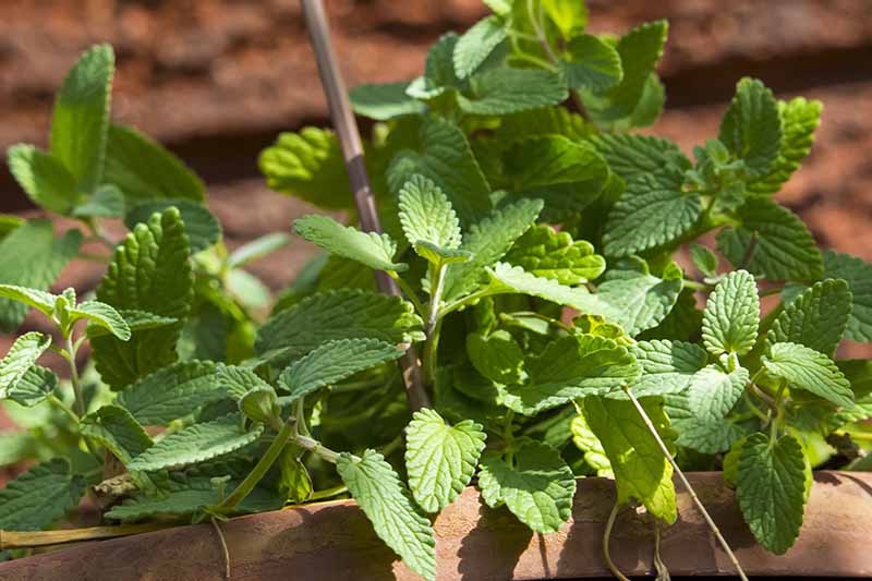 A close up horizontal image of the light green leaves of Nepeta cataria growing in a raised bed garden.