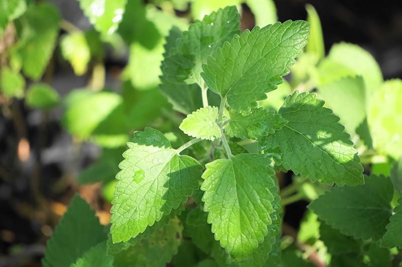 A close up horizontal image of Nepeta cataria (catnip) herbs growing in the garden pictured in light filtered sunshine.