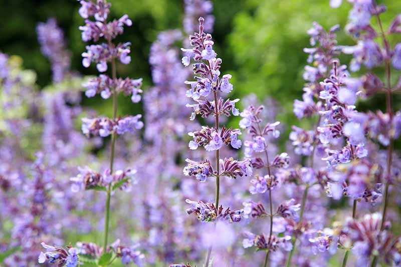 A close up horizontal image of light blue catmint flowers growing in the garden in light sunshine pictured on a soft focus background.