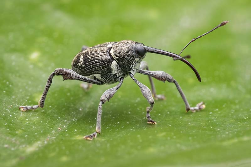 A close up horizontal image of a weird-looking insect called a chestnut weevil, with a long snout on a leaf.