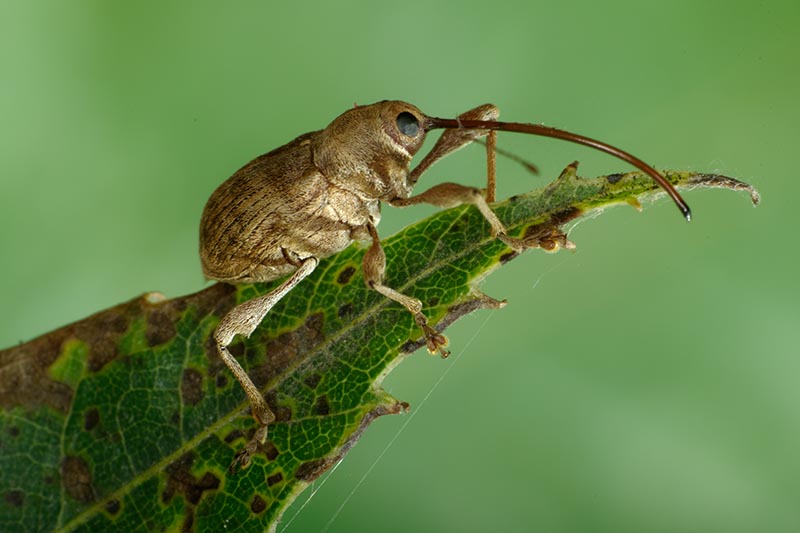 A close up horizontal image of a chestnut weevil feeding on a leaf pictured on a green background.