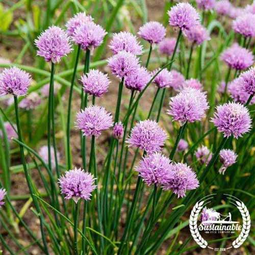 A close up square image of the bright purple flowers of chives growing in the garden. To the bottom right of the frame is a white circular logo with text.