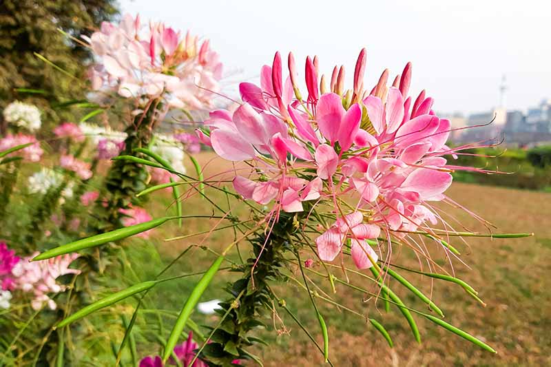 A close up horizontal image of pink spider flowers (cleome) growing by the side of a field.